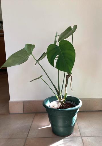 Jonge monstera deliciosa / gatenplant beschikbaar voor biedingen