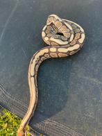 Python, Dieren en Toebehoren, Ophalen