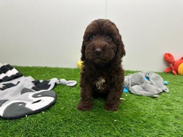 Cockapoo pups beschikbaar voor biedingen