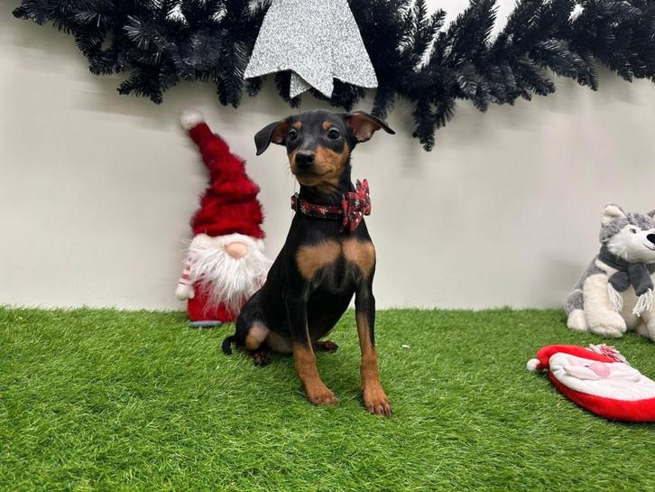 Dwergpinscher pup, Dieren en Toebehoren, Honden | Bulldogs, Pinschers en Molossers, Teef, Overige rassen, Fokker | Professioneel