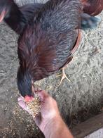 Rhode island red haan ruilen of kopen, Dieren en Toebehoren, Pluimvee
