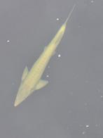 Albino steur, Dieren en Toebehoren, Steur