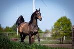 Arabisch volbloed jaarling hengst, Minder dan 160 cm, Gechipt, Niet van toepassing, 0 tot 2 jaar