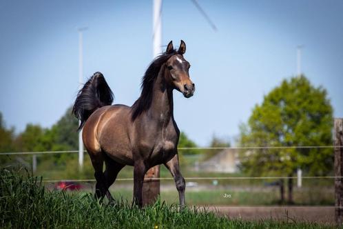 Arabisch volbloed jaarling hengst, Dieren en Toebehoren, Paarden, Hengst, Niet van toepassing, Minder dan 160 cm, 0 tot 2 jaar