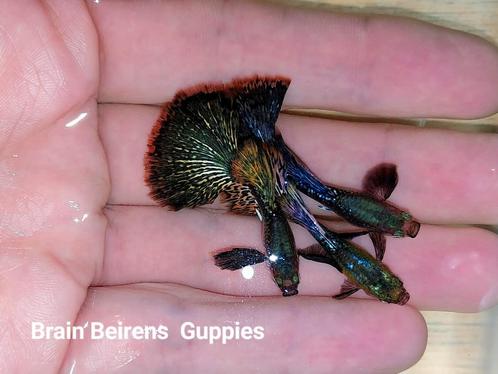 Guppies dark Dragon Dumbo Ears babys (oudenburg), Dieren en Toebehoren, Vissen | Aquariumvissen, Zoetwatervis, Vis, Schoolvis