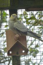 Valkparkieten en grasparkieten, Dieren en Toebehoren, Vogels | Parkieten en Papegaaien