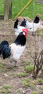Broedeieren Lakenvelder, Kip