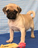 Superlieve mops pup!, Dieren en Toebehoren, 15 weken tot 1 jaar, Reu, Buitenland, Parvo