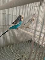 Koppel engelse grasparkiet, Dieren en Toebehoren, Meerdere dieren, Parkiet, Geringd