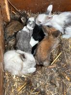 leeuwenkopjes konijnen te koop