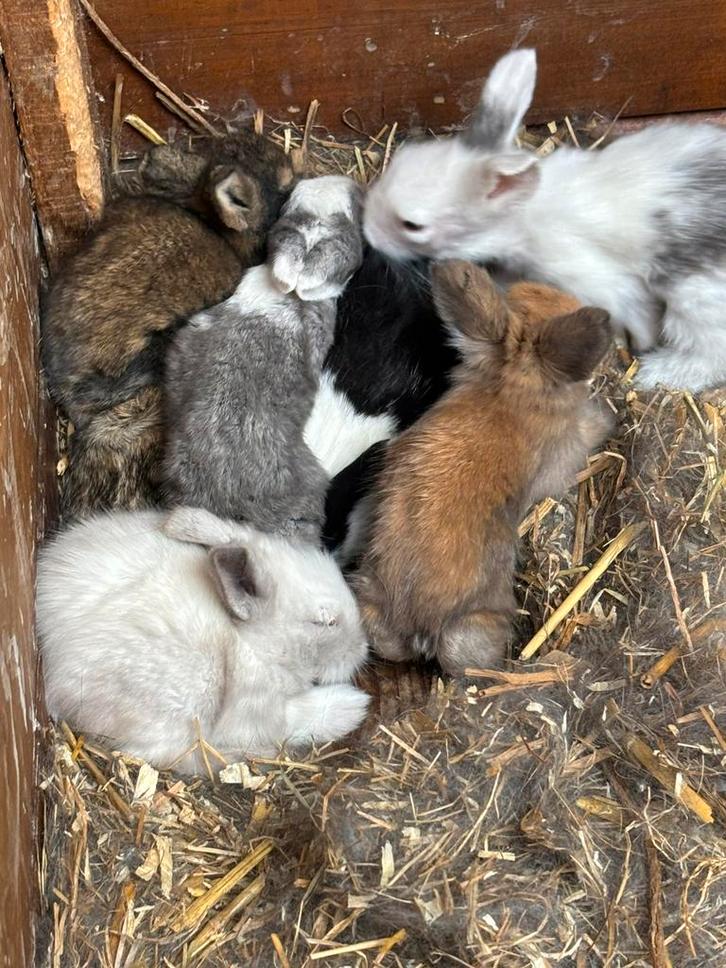 leeuwenkopjes konijnen te koop, Animaux & Accessoires, Lapins