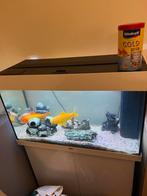 Aquarium, Dieren en Toebehoren, Ophalen