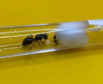 Camponotus Ligniperda Koningin met broed beschikbaar voor biedingen