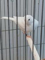 Jonge kanarie mannetje geringd 2025, Dieren en Toebehoren, Vogels | Kanaries, Mannelijk, Zangkanarie