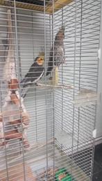 Oiseaux à vendre avec cage, Animaux & Accessoires