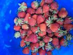 Cherche bonnes variétés de fraisiers en grosse quantité