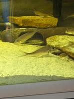 Tanganyika, Dieren en Toebehoren, Vissen | Aquariumvissen