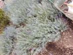 Lavendel planten, Tuin en Terras, Planten | Tuinplanten, Ophalen