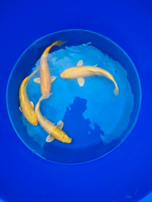 Marusei yamabuki koi, Dieren en Toebehoren, Vissen | Vijvervissen