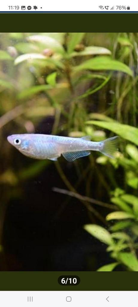 Medaka vissen, Dieren en Toebehoren, Vissen | Aquariumvissen