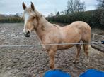 Palomino en overo merrie, Dieren en Toebehoren, Paarden, Merrie, M