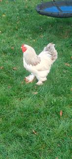 Brahma kippen, Dieren en Toebehoren, Pluimvee