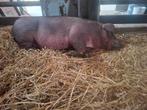 Slachtrijp duroc varken borg, Dieren en Toebehoren, Schapen, Geiten en Varkens, Varken