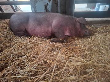 Slachtrijp duroc varken borg beschikbaar voor biedingen