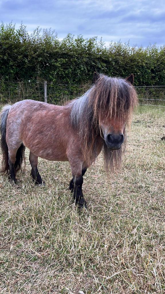 Mini Shetland Merrie, Dieren en Toebehoren, Pony's, Merrie