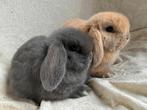 2 Prachtige super lieve handtamme Minilop konijntjes, Dieren en Toebehoren, Groot, Hangoor