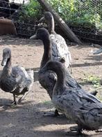 Eenden, Dieren en Toebehoren, Pluimvee, Meerdere dieren, Eend