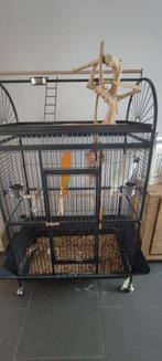 Cacatoès Alba avec cage et accessoires complets, Dieren en Toebehoren, Ophalen, Zo goed als nieuw