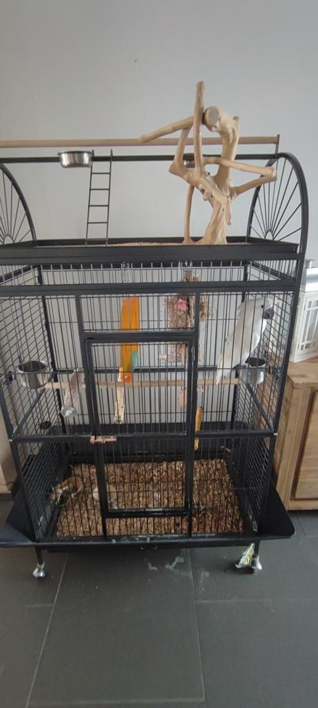 Cacatoès Alba avec cage et accessoires complets, Dieren en Toebehoren, Vogels | Hokken en Kooien, Zo goed als nieuw, Ophalen