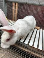 Witte van dendermonde rammelaar te koop, Dieren en Toebehoren, Konijnen, Groot, 0 tot 2 jaar