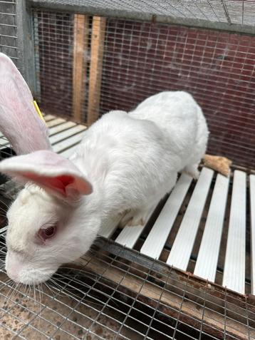 Witte van dendermonde rammelaar te koop beschikbaar voor biedingen