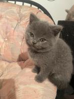 Britse Korthaar kitten blauw, Dieren en Toebehoren, Katten en Kittens | Raskatten | Langhaar, Poes, Gechipt, 0 tot 2 jaar