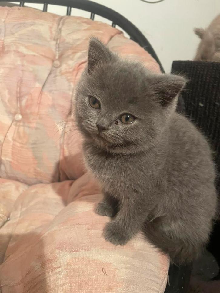 Britse Korthaar kitten blauw, Dieren en Toebehoren, Katten en Kittens | Raskatten | Langhaar, Poes, 0 tot 2 jaar, Gechipt, Ontwormd