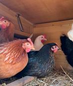 12 leg kippen & 2 kippenhokken, Dieren en Toebehoren, Vrouwelijk, Kip