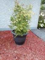 Japanse Esdoorn in pot, Tuin en Terras, Planten | Bomen, Ophalen, In pot