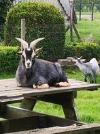 Dwerggeiten bok blauwschimmel Tan te huur, Dieren en Toebehoren, Schapen, Geiten en Varkens, Mannelijk, Geit, 3 tot 5 jaar