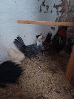 Zilverbrakel haantje, Dieren en Toebehoren