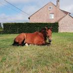 Weidemaatje/Therapiepaard, Dieren en Toebehoren, Paarden, Gechipt, Ruin, 170 tot 175 cm, 11 jaar of ouder