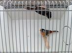 Zilveroor nachtegalen., Dieren en Toebehoren, Vogels | Overige Vogels