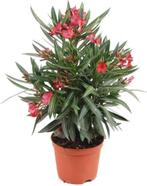 Oleander rode bloem gratis, Tuin en Terras, Ophalen, Vaste plant, Overige soorten, Halfschaduw