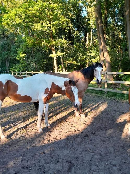 Weidemaatje zoekt nieuwe thuis, Dieren en Toebehoren, Paarden en Pony's | Dekhengsten en Fokmerries, Merrie