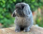 Mooi lief jong KNUFFEL MINILOP voedstertj zoekt levensmaatje, Dieren en Toebehoren, Konijnen, Vrouwelijk, Klein, Hangoor, 0 tot 2 jaar