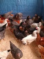 jonge kippen in 7 kleuren en rassen Volledige vaccinatie, Kip, Vrouwelijk