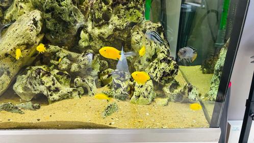 Set gele Labido - Cychliden uit Malawi - 1€, Dieren en Toebehoren, Vissen | Aquariumvissen, Zoetwatervis, Vis