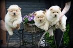 Chow Chow pups, CDV (hondenziekte), Meerdere, 8 tot 15 weken, België