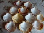 70 Coquilles St Jacques naturelles pour la cuisine, la déco, Enlèvement ou Envoi, Neuf, Récipient(s)